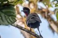 Crested Guan Penelope purpurascens aequatorialis