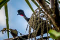 Crested Guan Penelope purpurascens aequatorialis