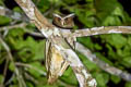 Crested Owl Lophostrix cristata cristata