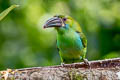 Crimson-rumped Toucanet Aulacorhynchus haematopygus sexnotatus