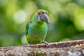 Crimson-rumped Toucanet Aulacorhynchus haematopygus sexnotatus