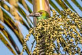 Crimson-rumped Toucanet Aulacorhynchus haematopygus sexnotatus