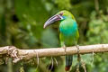 Crimson-rumped Toucanet Aulacorhynchus haematopygus sexnotatus