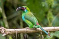 Crimson-rumped Toucanet Aulacorhynchus haematopygus sexnotatus