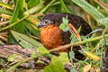 Dark-backed Wood Quail Odontophorus melanonotus