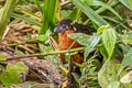 Dark-backed Wood Quail Odontophorus melanonotus