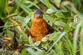 Dark-backed Wood Quail Odontophorus melanonotus