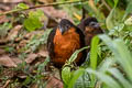 Dark-backed Wood Quail Odontophorus melanonotus