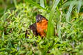 Dark-backed Wood Quail Odontophorus melanonotus