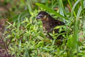 Dark-backed Wood Quail Odontophorus melanonotus