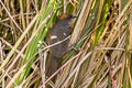 Dark-breasted Spinetail Synallaxis albigularis albigularis