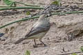 Drab Water Tyrant Ochthornis littoralis