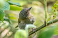 Dusky Chlorospingus Chlorospingus semifuscus semifuscus