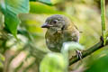 Dusky Chlorospingus Chlorospingus semifuscus semifuscus