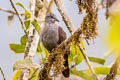 Dusky Pigeon Patagioenas goodsoni