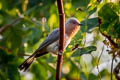 Dwarf Cuckoo Coccycua pumila