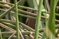 Paint-billed Crake Neocrex erythrops erythrops