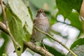 Ecuadorian Thrush Turdus maculirostris