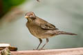 Ecuadorian Thrush Turdus maculirostris