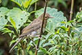 Ecuadorian Thrush Turdus maculirostris