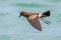 Elliot's Storm Petrel Oceanites gracilis galapagoensis (White-vented Storm Petrel)