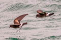 Elliot's Storm Petrel Oceanites gracilis galapagoensis (White-vented Storm Petrel)