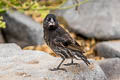 Espanola Cactus Finch Geospiza conirostris (Espanola Ground Finch)