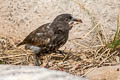 Espanola Cactus Finch Geospiza conirostris (Espanola Ground Finch)