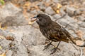 Espanola Cactus Finch Geospiza conirostris (Espanola Ground Finch)