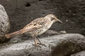 Espanola Mockingbird Mimus macdonaldi (Hood Mockingbird)