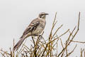 Espanola Mockingbird Mimus macdonaldi (Hood Mockingbird)