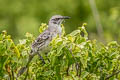 Espanola Mockingbird Mimus macdonaldi (Hood Mockingbird)