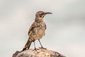 Espanola Mockingbird Mimus macdonaldi (Hood Mockingbird)