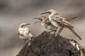 Espanola Mockingbird Mimus macdonaldi (Hood Mockingbird)