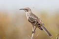 Espanola Mockingbird Mimus macdonaldi (Hood Mockingbird)