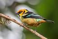 Flame-faced Tanager Tangara parzudakii lunigera