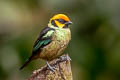 Flame-faced Tanager Tangara parzudakii lunigera