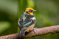 Flame-faced Tanager Tangara parzudakii lunigera