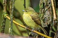 Flavescent Flycatcher Myiophobus flavicans flavicans