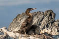 Flightless Cormorant Nannopterum harrisi