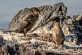 Flightless Cormorant Nannopterum harrisi