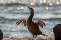 Flightless Cormorant Nannopterum harrisi