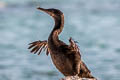 Flightless Cormorant Nannopterum harrisi