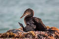 Flightless Cormorant Nannopterum harrisi