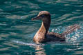 Flightless Cormorant Nannopterum harrisi