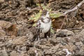 Floreana Mockingbird Mimus trifasciatus (Charles Mockingbird)