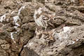 Floreana Mockingbird Mimus trifasciatus (Charles Mockingbird)