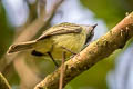 Foothill Elaenia Myiopagis olallai olallai