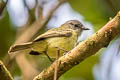 Foothill Elaenia Myiopagis olallai olallai