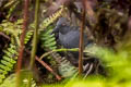 Galapagos Crake Laterallus spilonota (Galapagos Rail)